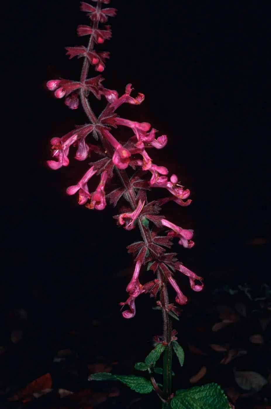 Stachys chamissonis