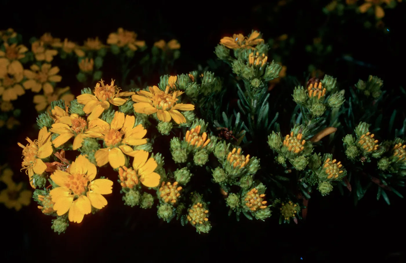 Hemizonia, South Todos Santos Island
