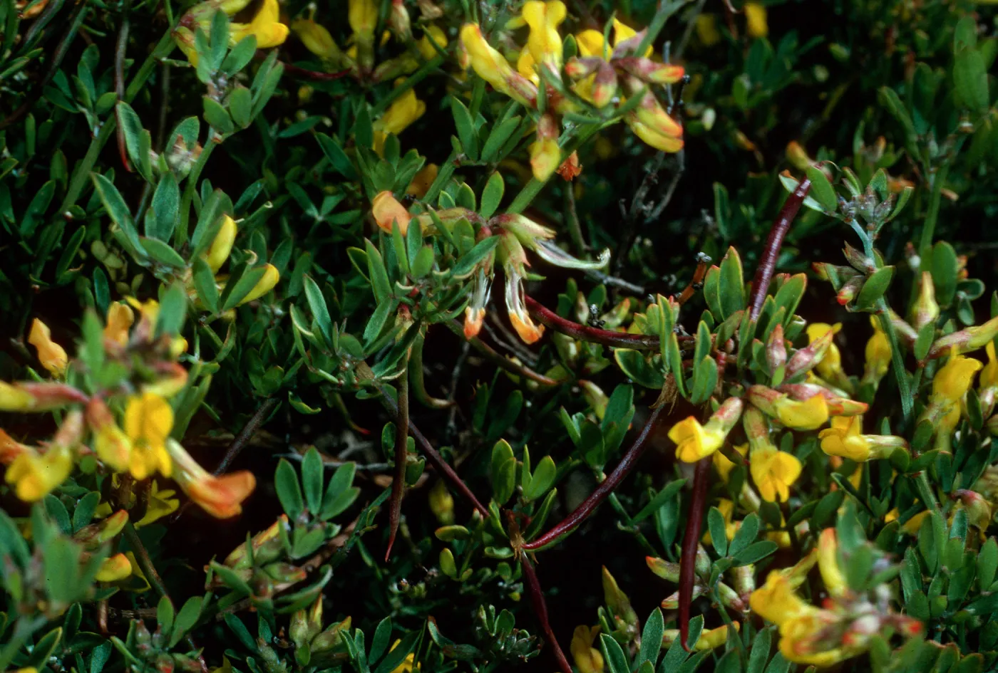 Lotus dendroideus traskiae, Δ Pebble, San Clemente Island