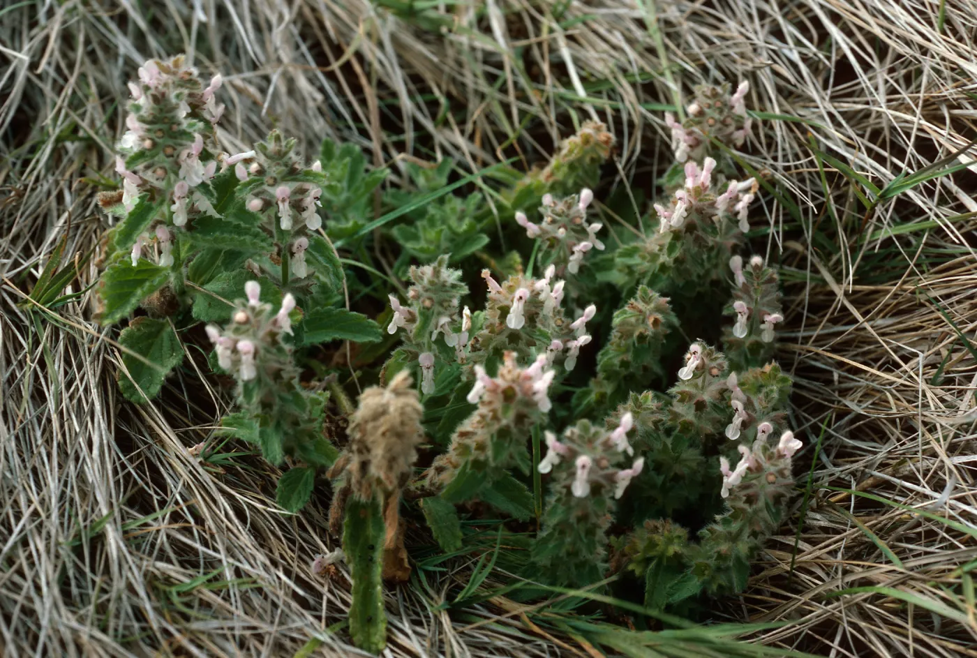 Stachys ajugoides, Dry Lake, San Miguel Island