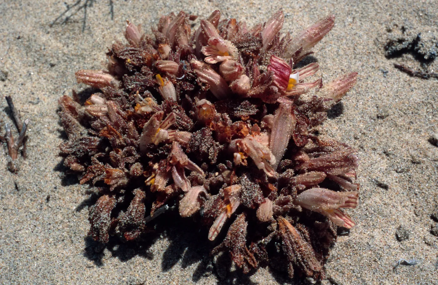 Orobanche californica grandis, West of Oso Flaco Lake, Oceano Dunes California State Park