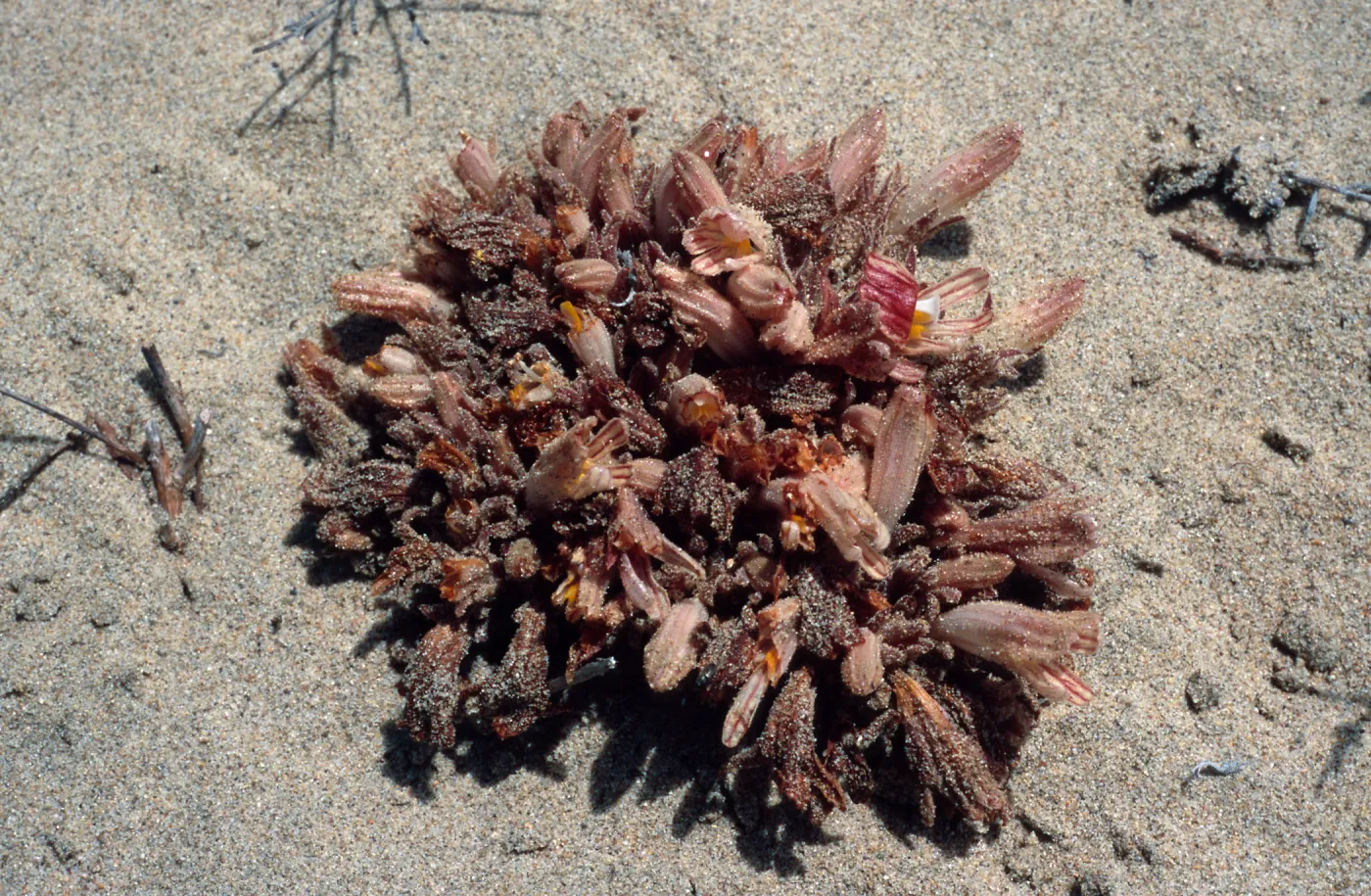 Orobanche californica grandis, West of Oso Flaco Lake, Oceano Dunes California State Park