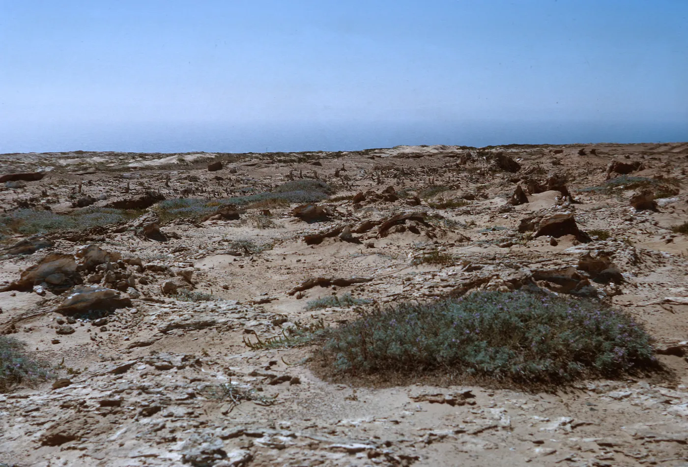 2/ wind-scoured trenchs w/exhumed root casts, Lupinus (Lupine), 65-90 & SN-6