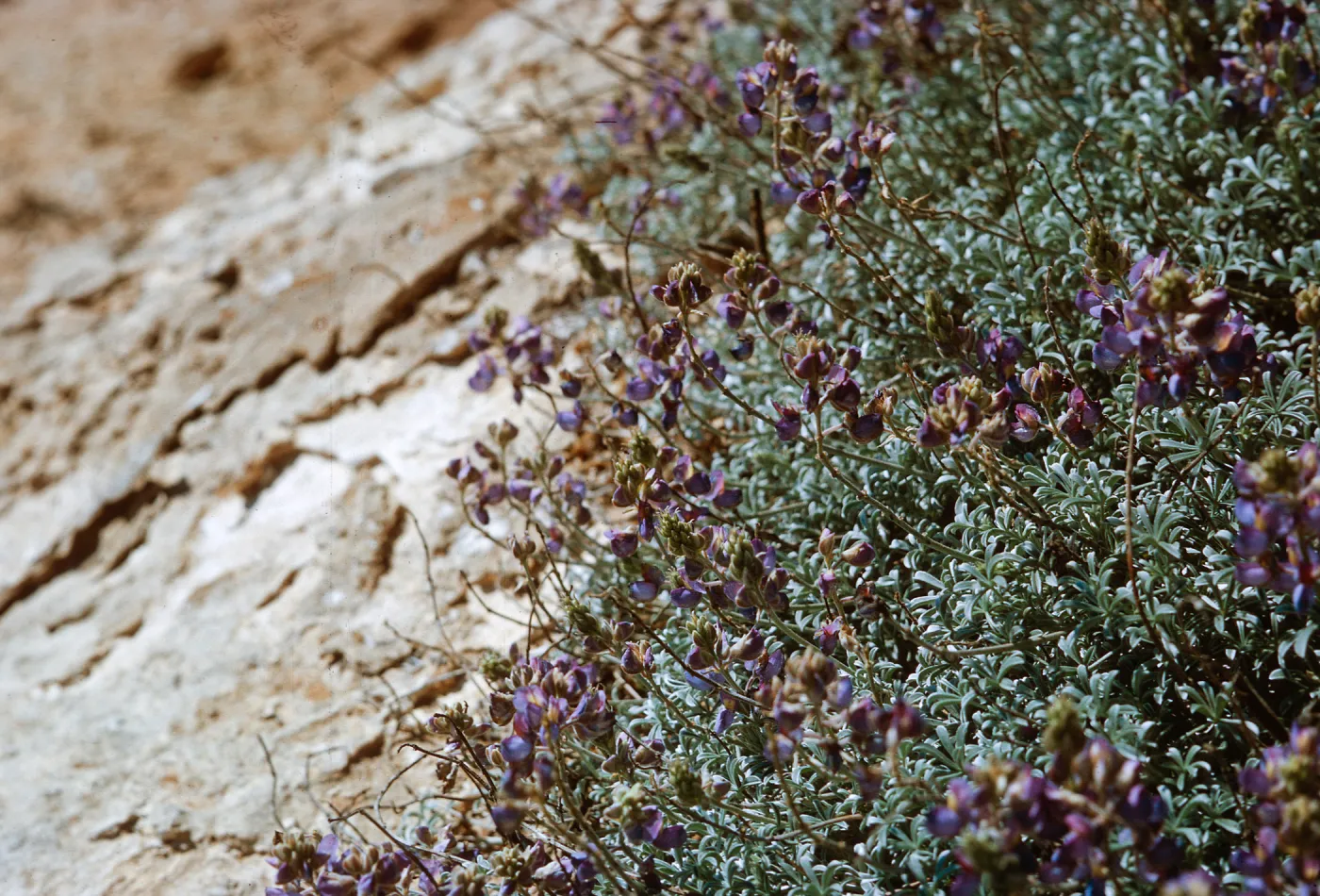 2/ Lupinus (Lupine), 65-91 & SN-8