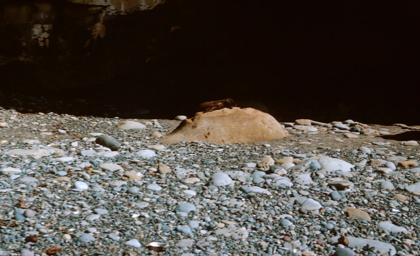 3/ Sea Lion pup on rock, Sea Lion Beach, 65-103 & SN-20
