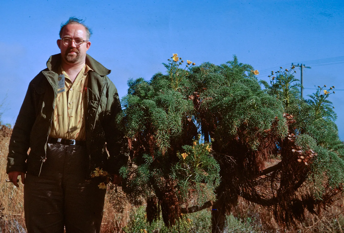6/ Mr. Sam Rainey & Coreopsis gigantea, 65-121 & SN-38