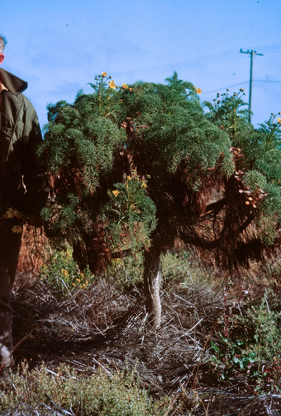 6/ Coreopsis gigantea, 65-122 & SN-39