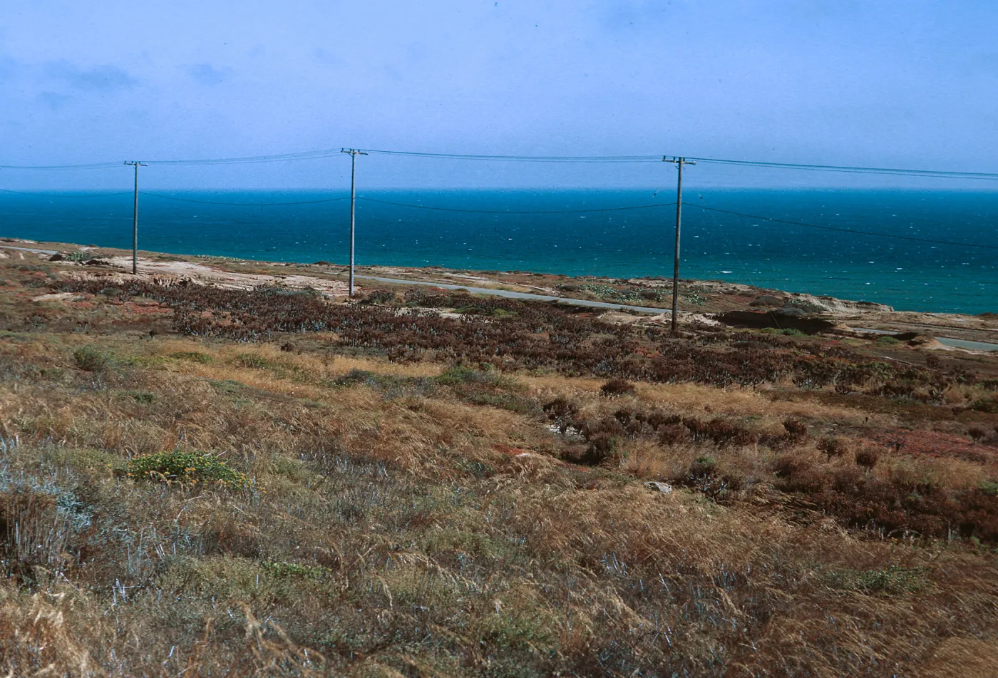 6/ Coreopsis stand from above - looking Northeast, 65-128 & SN-45