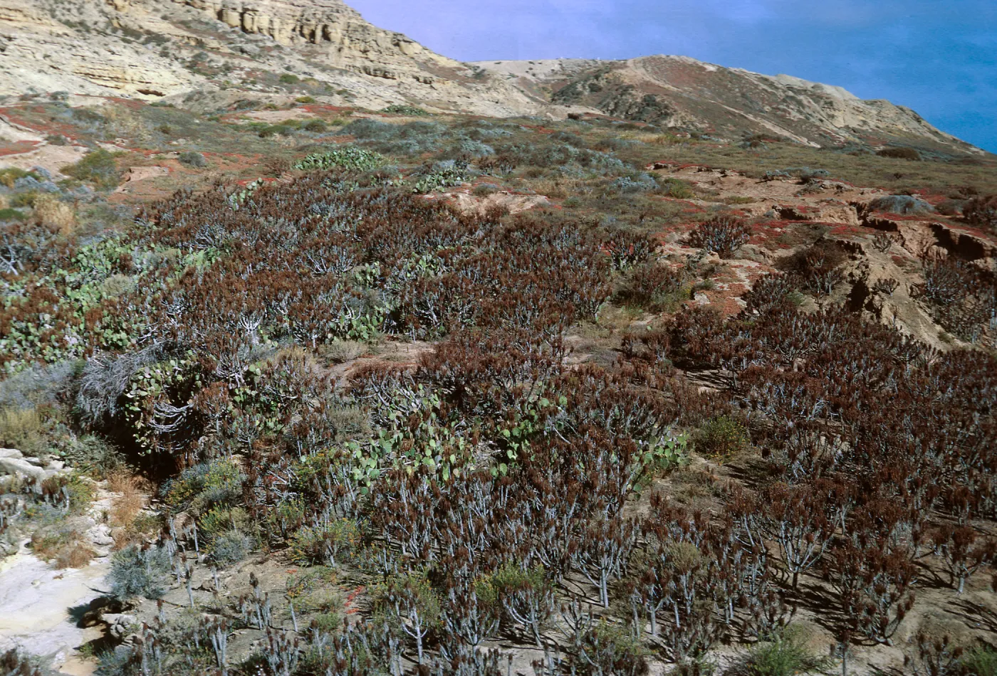 Coreopsis stand & hillside, East of runway - looking Northwest, 65-129 & SN-46