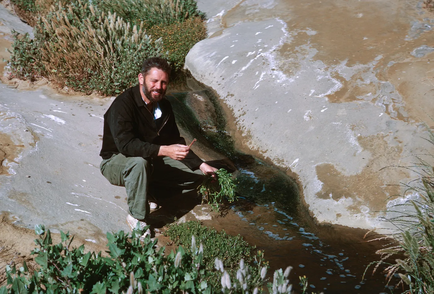 7/ Dr. Evans collecting at side of stream. 1st canyon South of old army camp, 65-132 & SN-49, Celery ?