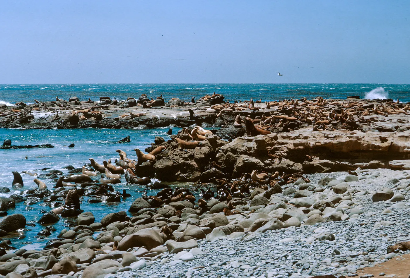 3/ Sea Lions at Sea Lion Beach, 65-141 & SN-58