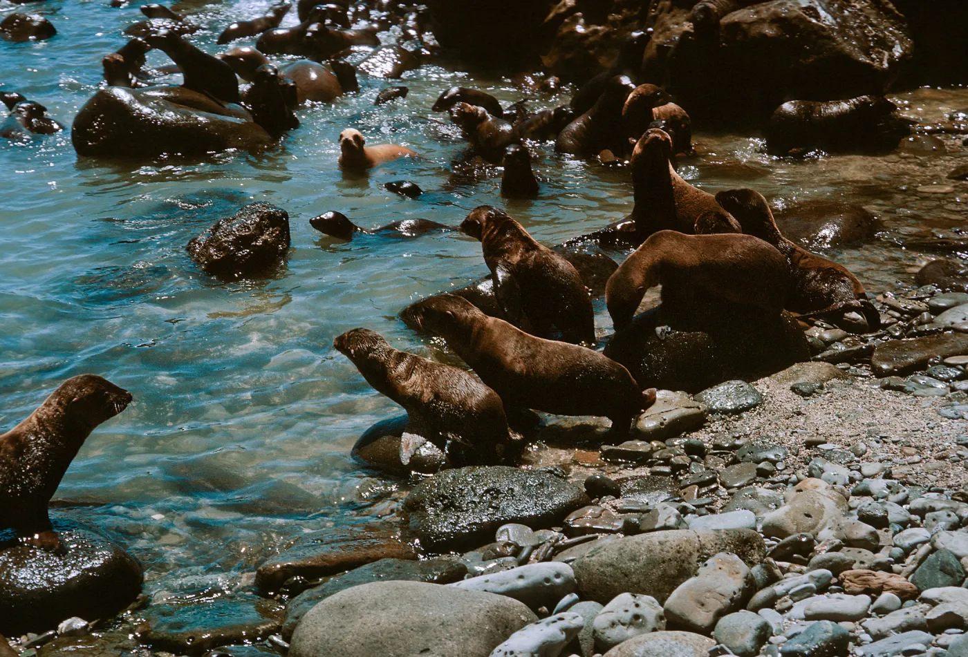 3/ Sea Lions (young pups) at Sea Lion Beach, Zalophus californianus, 68-145 & SN-62