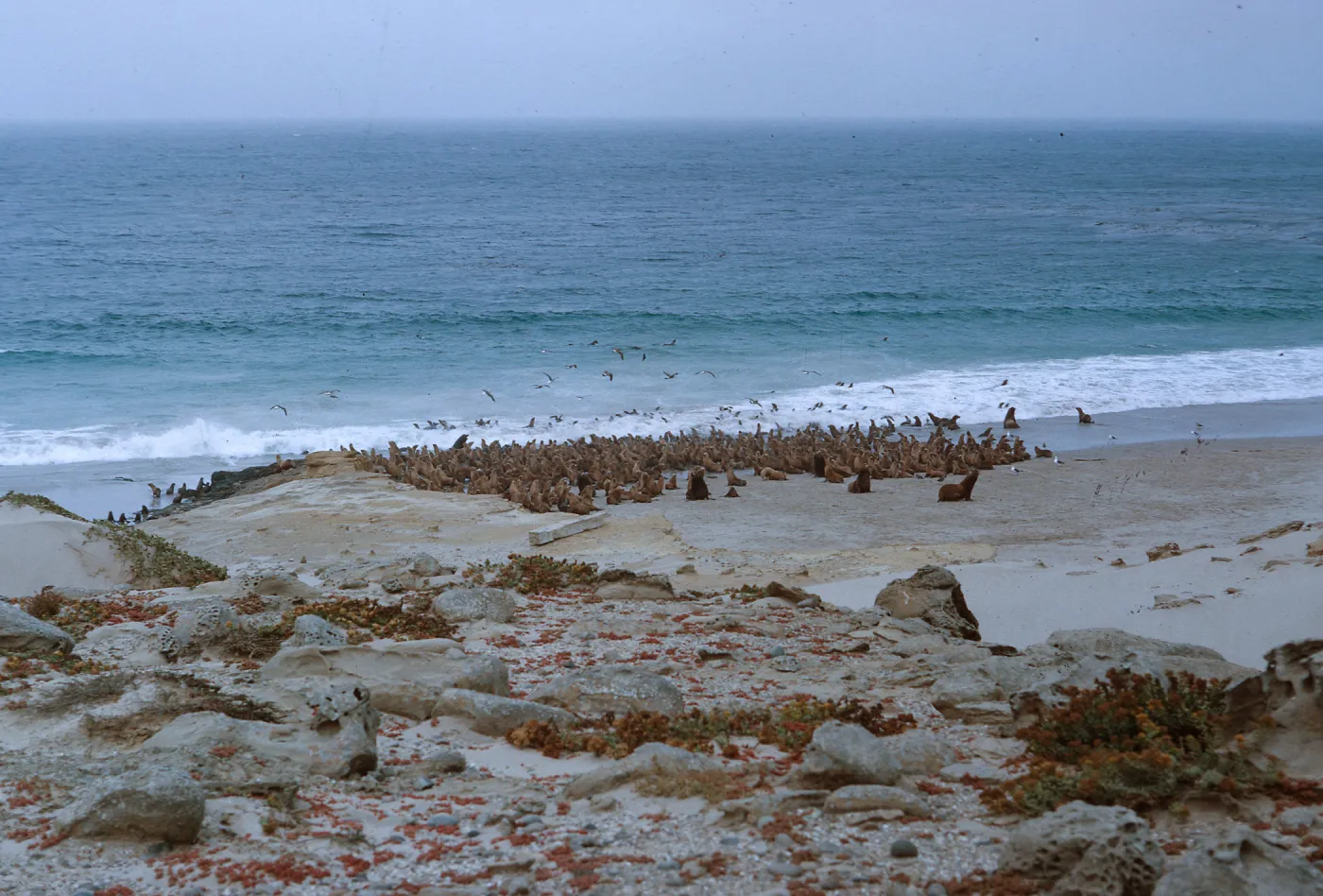 10/ Sea Lion herd on beach, 1 mile Northwest Dutch Harbor, looking Southwest, 65-151 & SN-68
