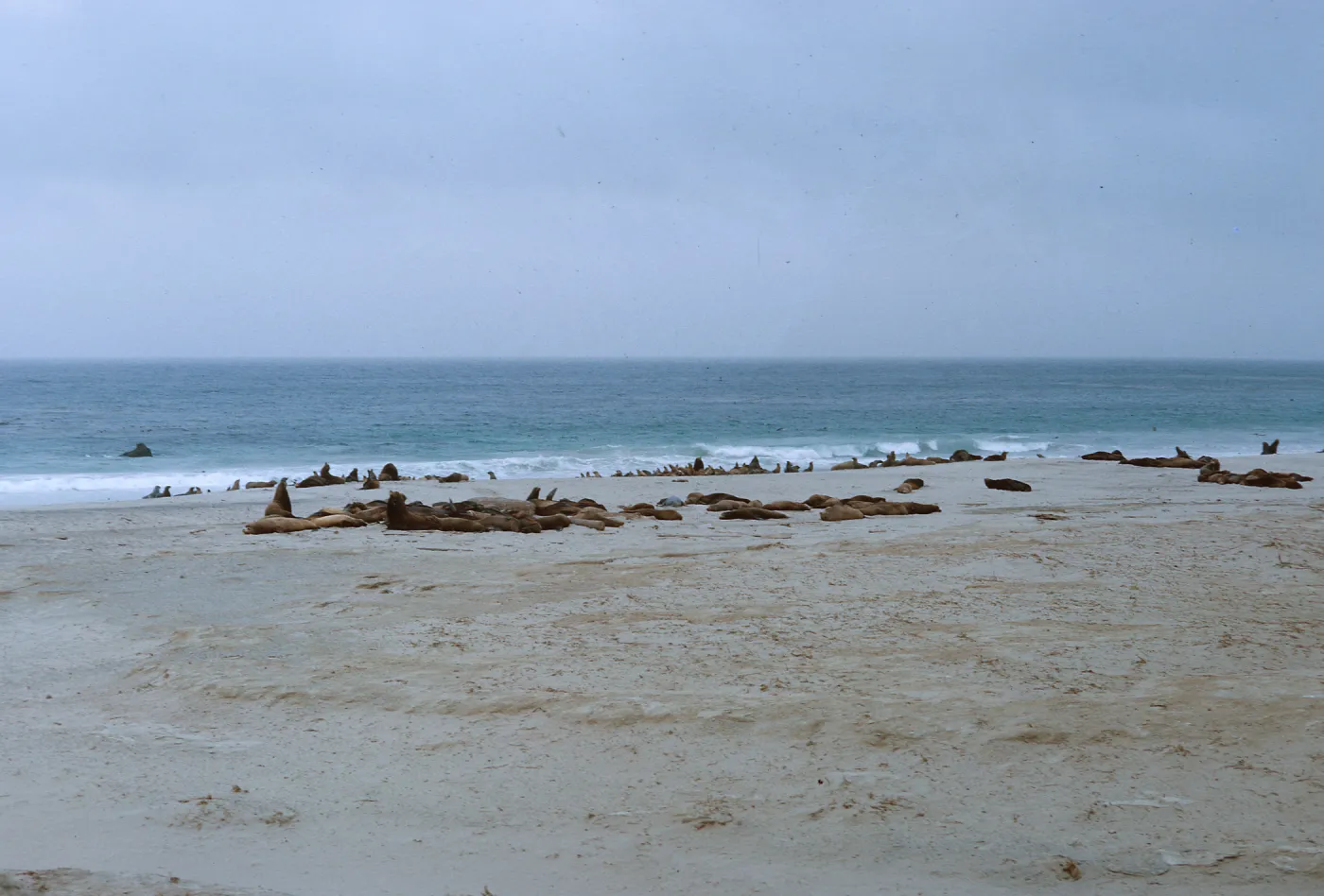 10/ large herd of sleeping adult Sea Lions - 1 mile Northwest Dutch Harbor, 65-152 & SN-69