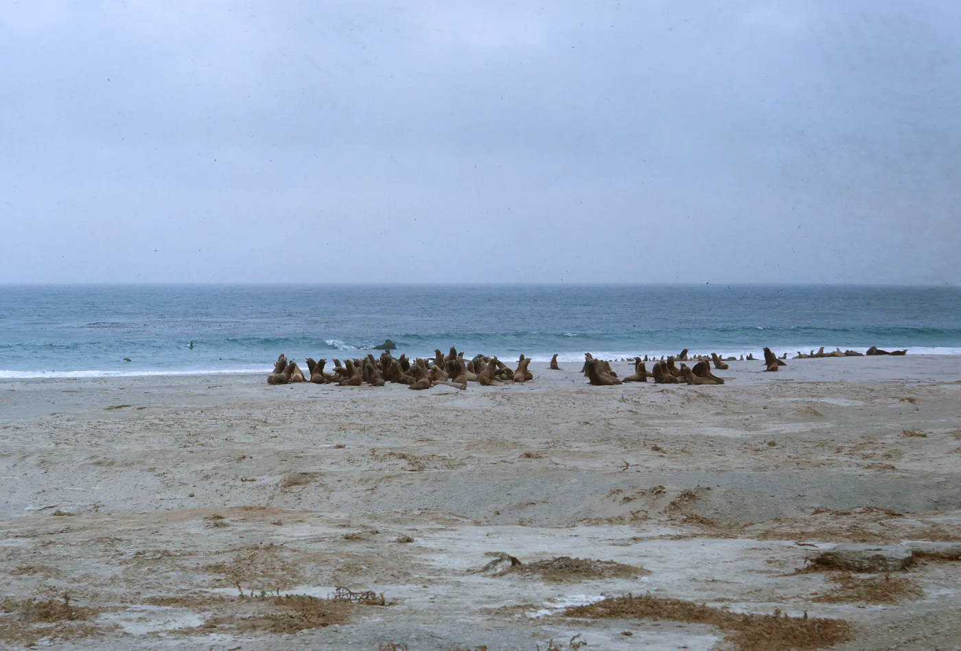 10/ alarmed adult Sea Lions, 1 mile Northwest Dutch Harbor, 65-153 & SN-70