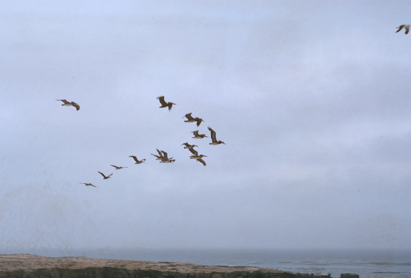 16/ flight of pelicans - South of Sea Lion Beach, 65-182 & SN-99