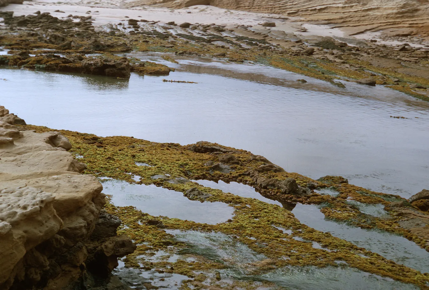 19/ tide pools & Corral Harbor - looking Southwest, 65-194 & SN-111