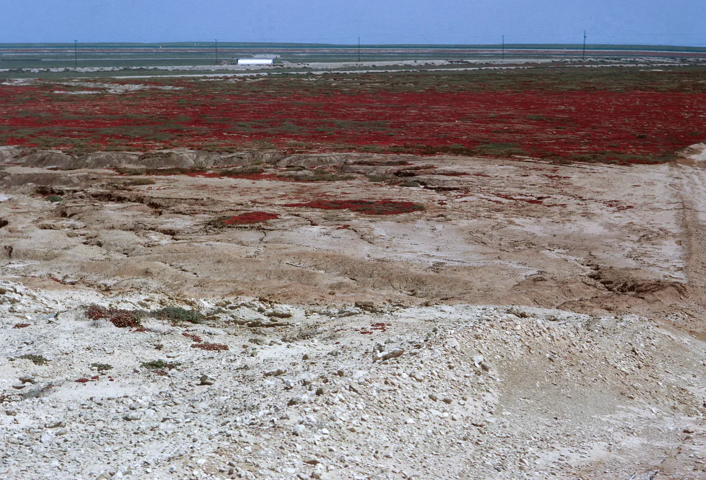 24/ looking North-Northeast from cactus stand, Mesembryanthem stand on mesa, over airfield, 65-216 & SN-133