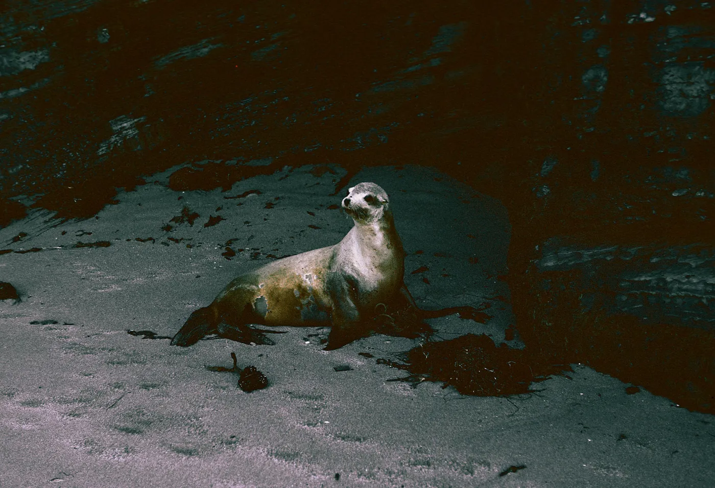 San Nicolas Island, 65-297 & SN-214