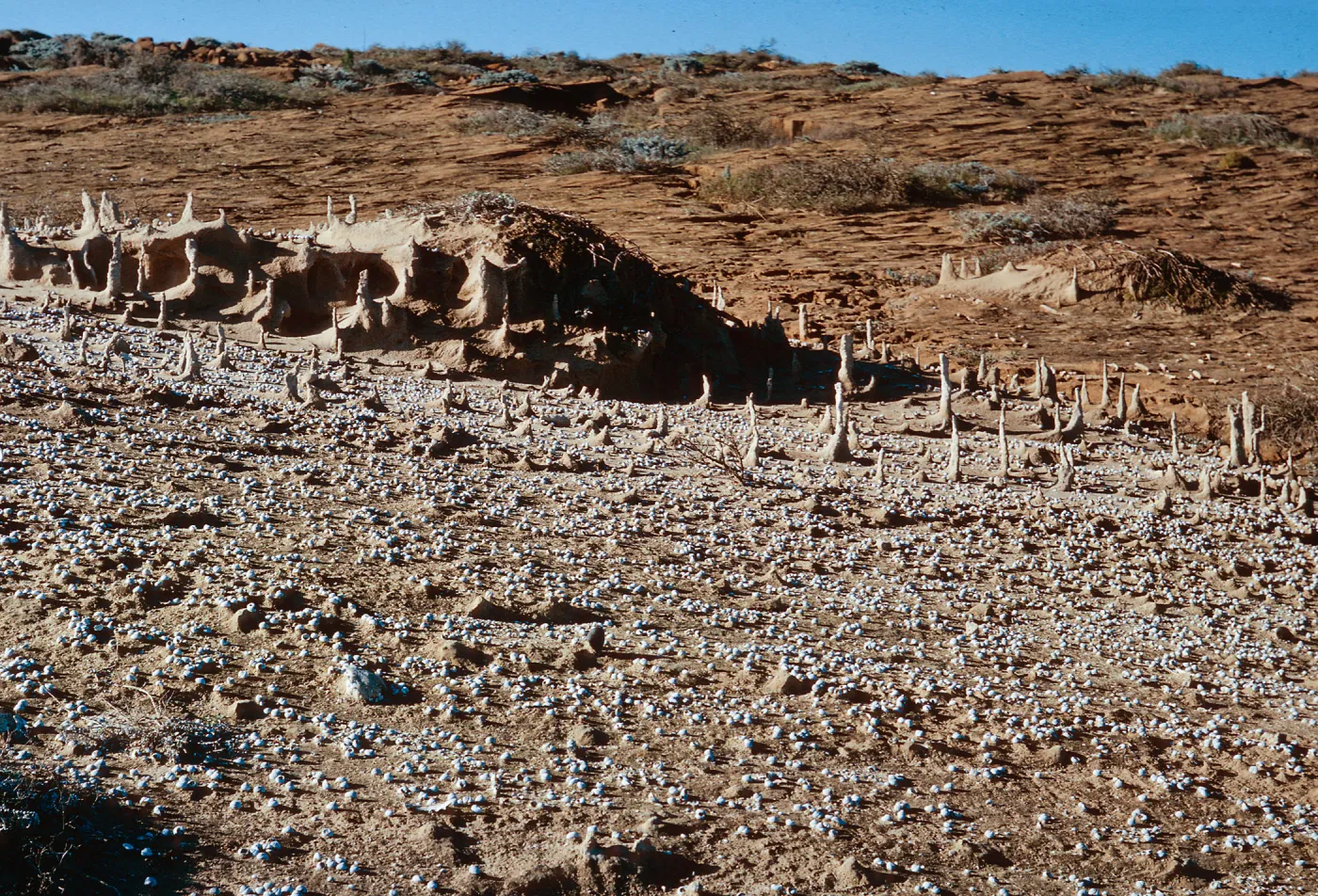 San Nicolas Island, 65-325 & SN-242
