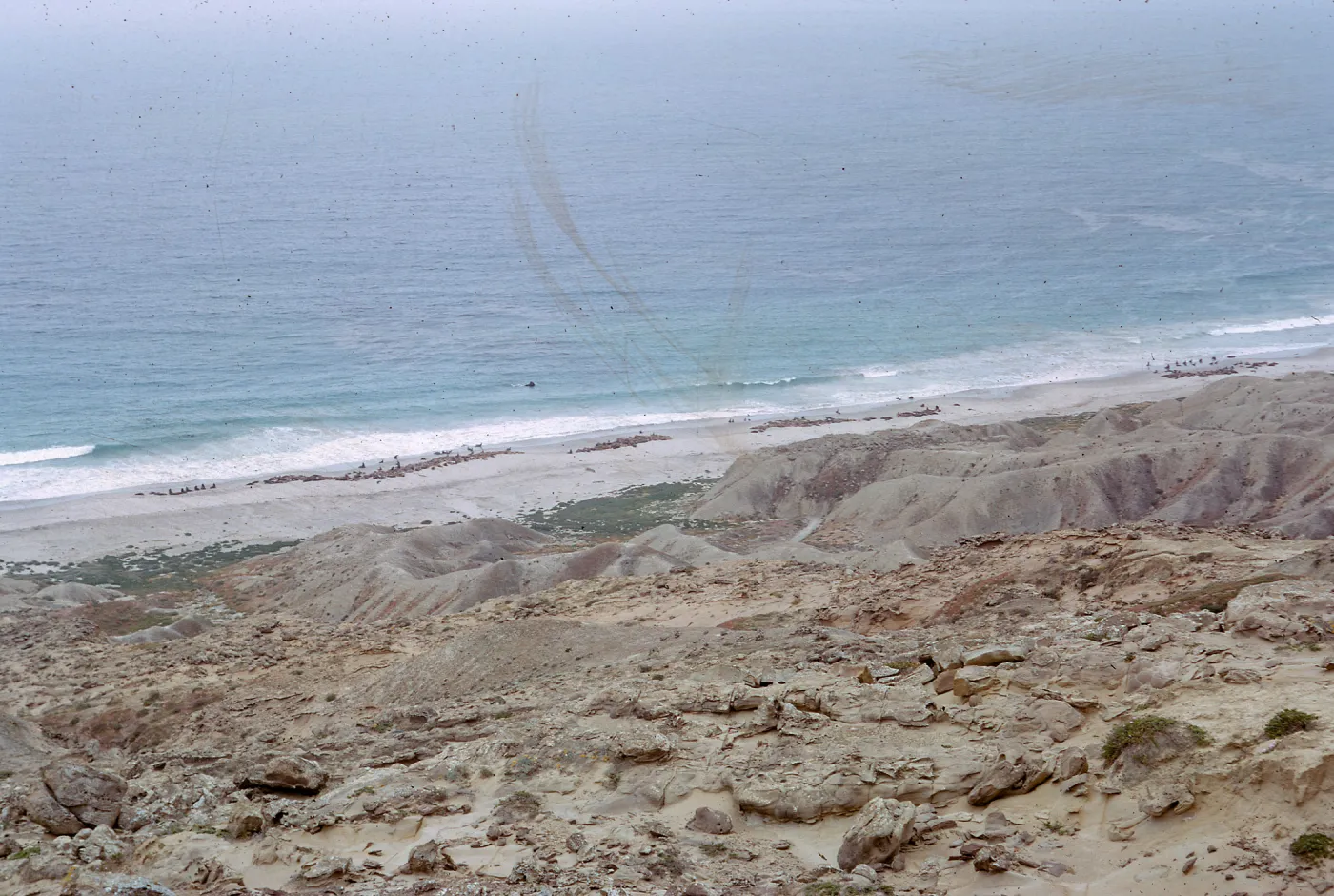 Sea Lions on beach, from road to mesa top, from Dutch Harbor, 66-5 & SN-261