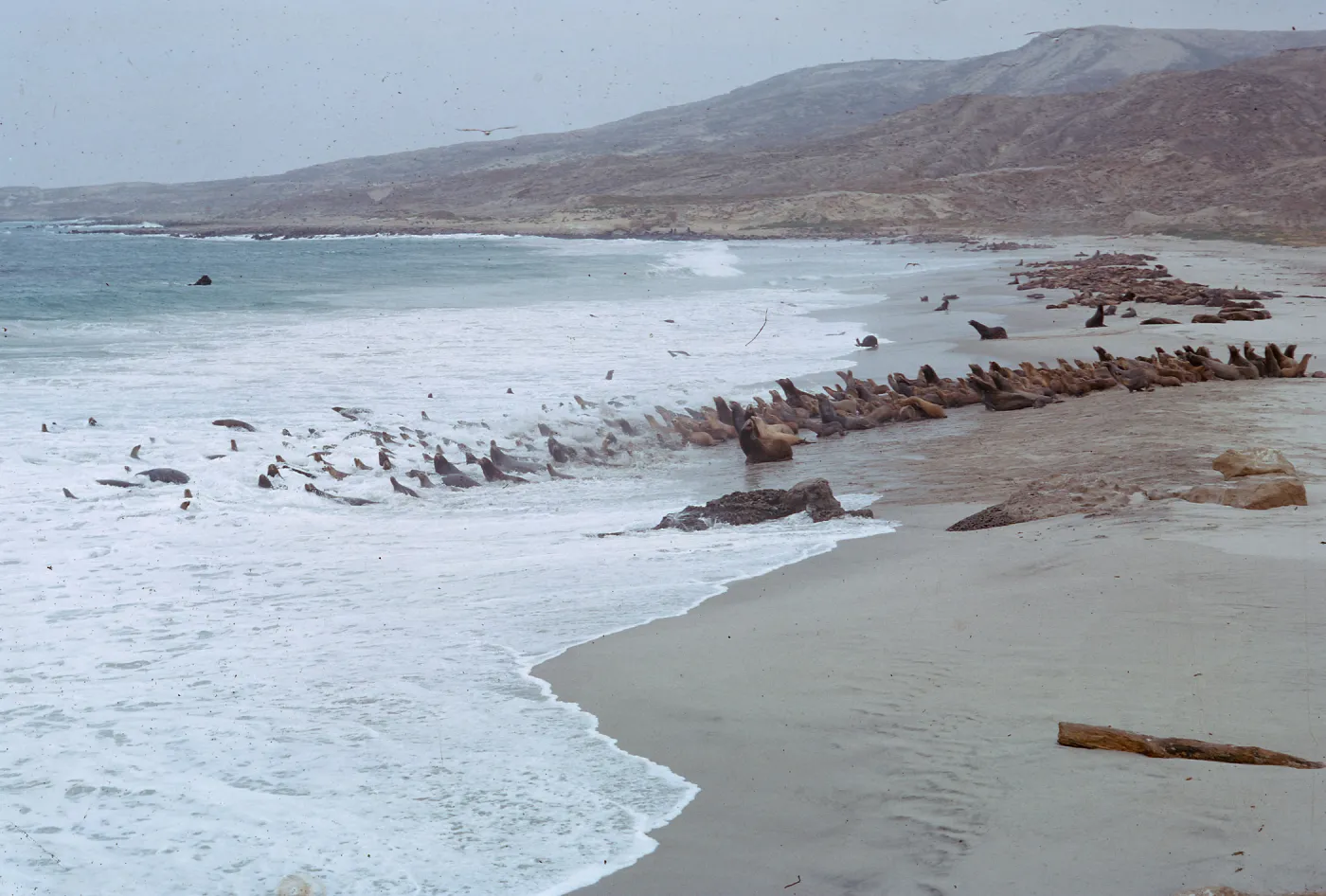 Sea Lions on beach and of Dutch Harbor, 66-3 & SN-259