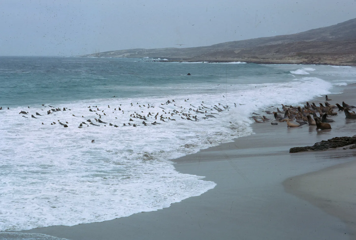 Sea Lions in water & on beach, Northwest of Dutch Harbor, 66-4 & SN-260