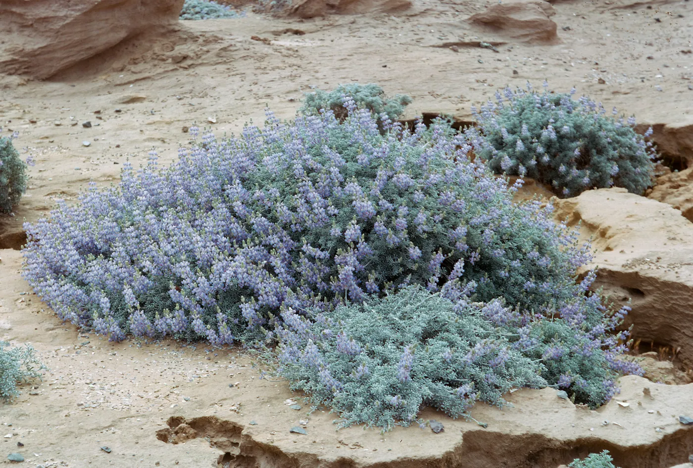 Lupinus (Lupine) near Thousand Springs, 66-14 & SN-270