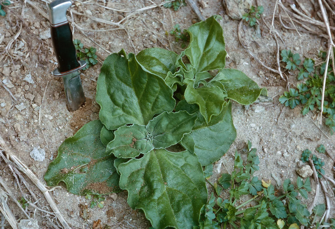Mesembryanthemum crystallinum L. vegetation, 66-16 & SN-272
