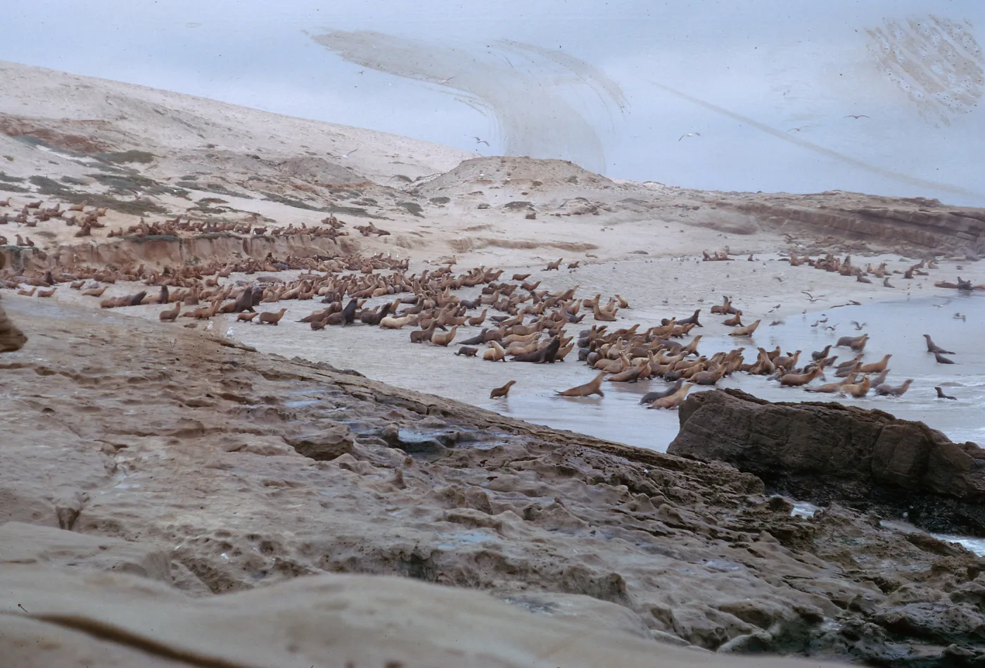 Sea Lions taking to water, large herd, Northwest Dutch Harbor, 66-36 & SN-292