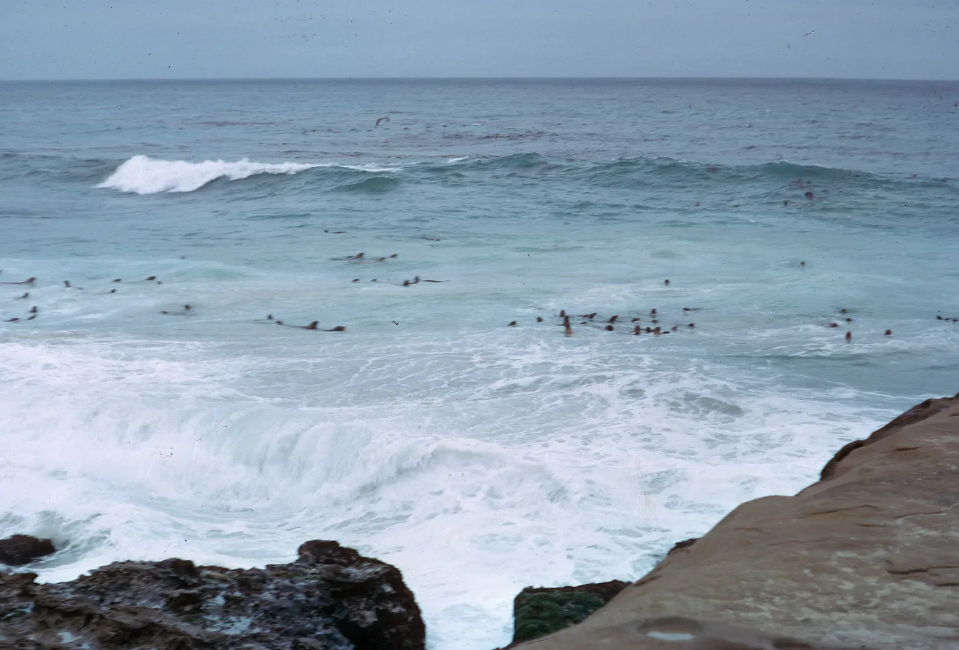Sea Lions in water - distant, 66-37 & SN-293