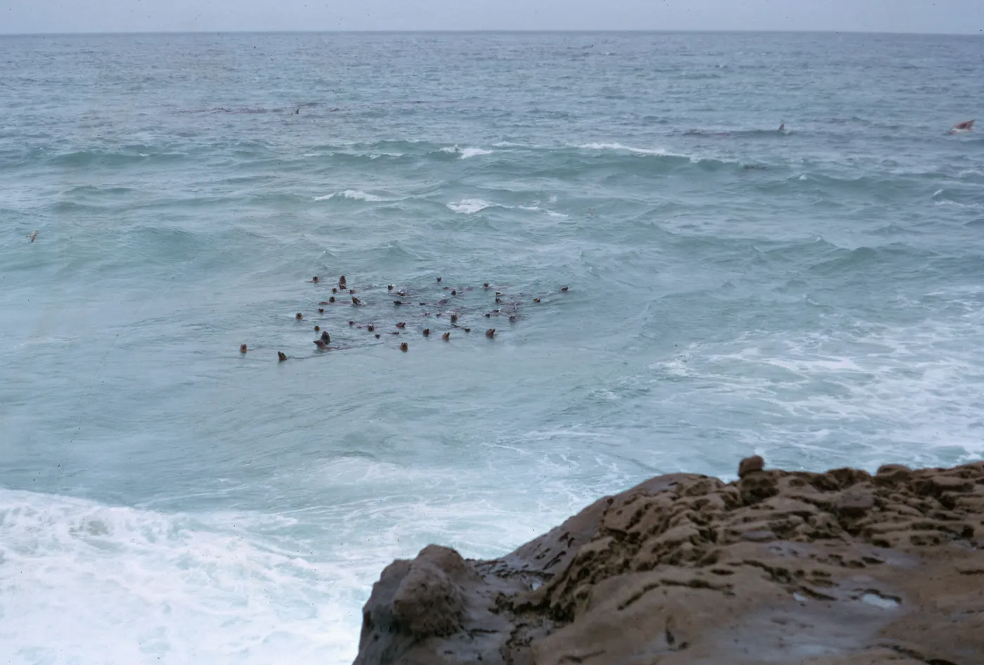 Sea Lions in water, 66-89 & SN-295
