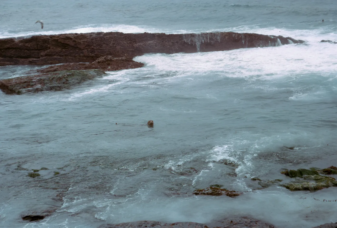Sea Lion in water, 66-45 & SN-301