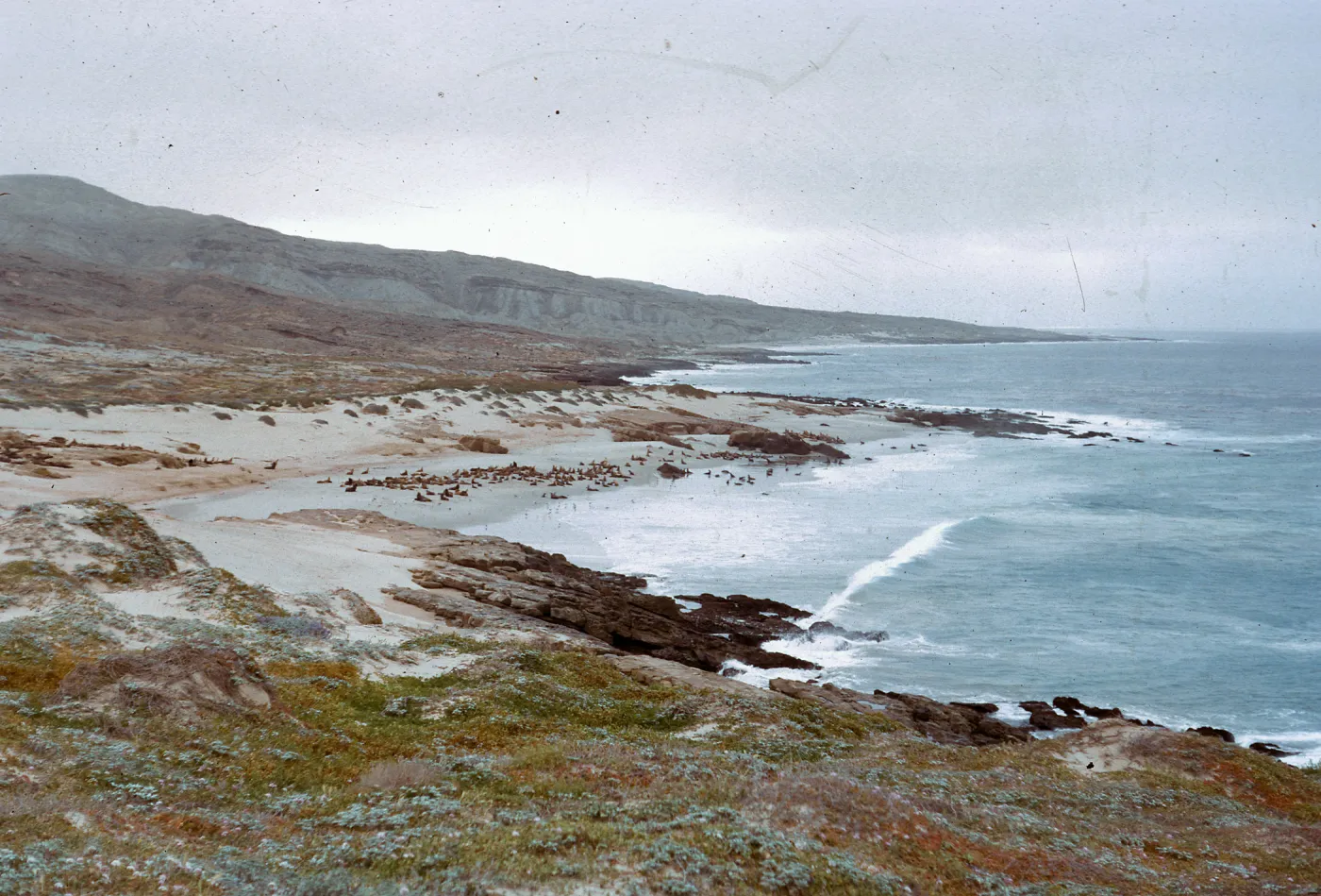West coastline - Sea Lion herds on beaches. 66-50 & SN-306