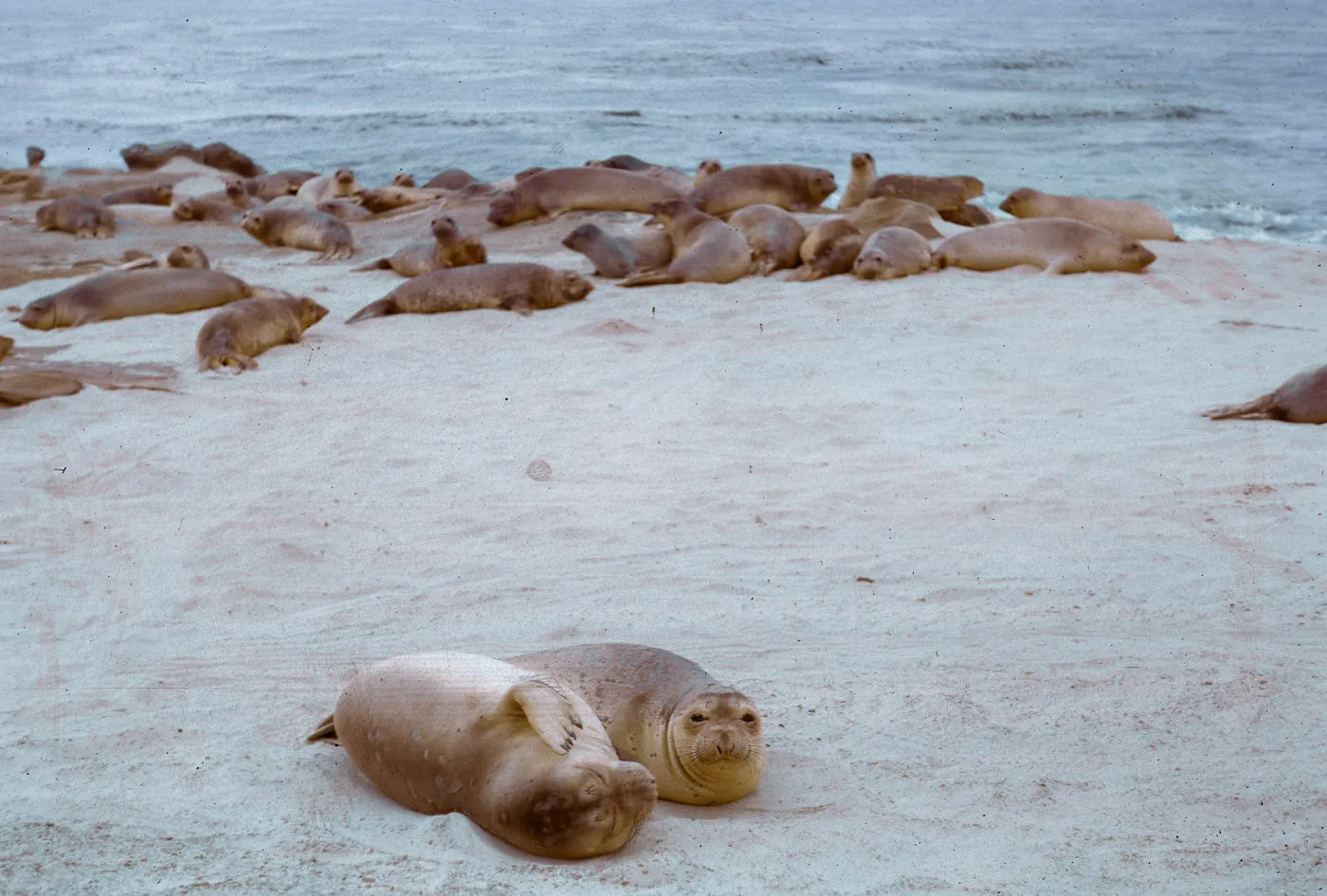 Elephant Seals, 66-55 & SN-311
