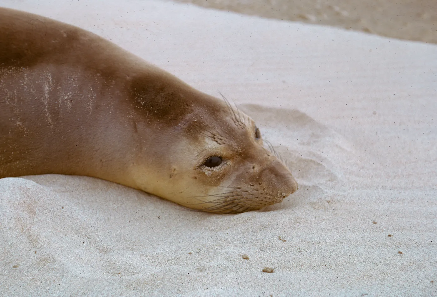close-up of young Elephant Seal, 66-58 & SN-314