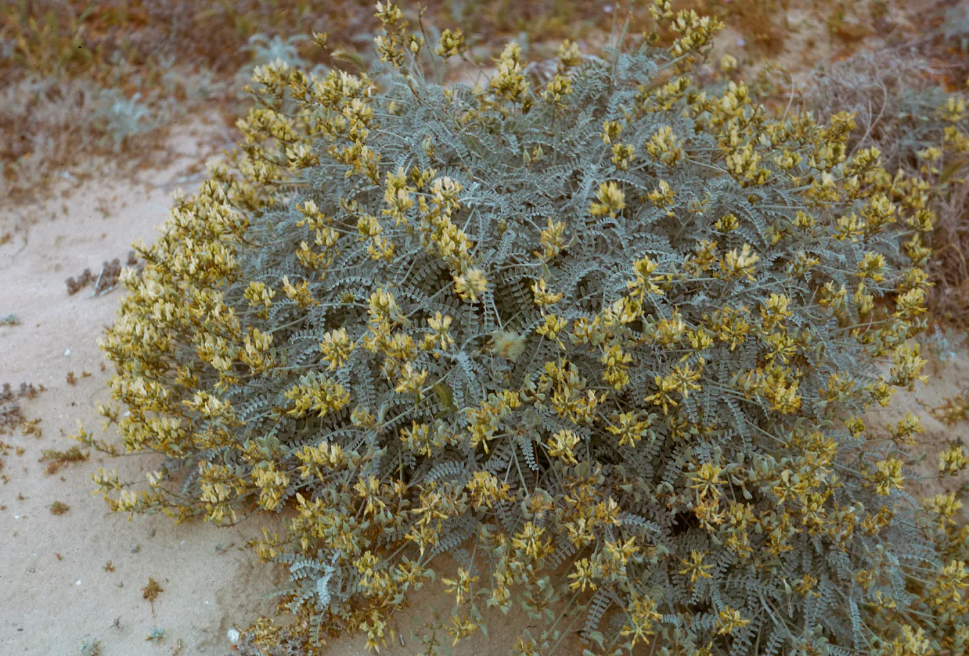 San Nicolas Island, 66-60 & SN-316
