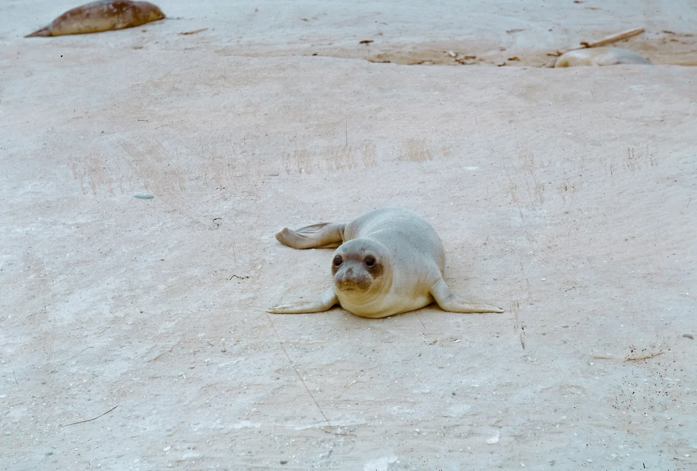 young Elephant Seal, 66-67 & SN-323
