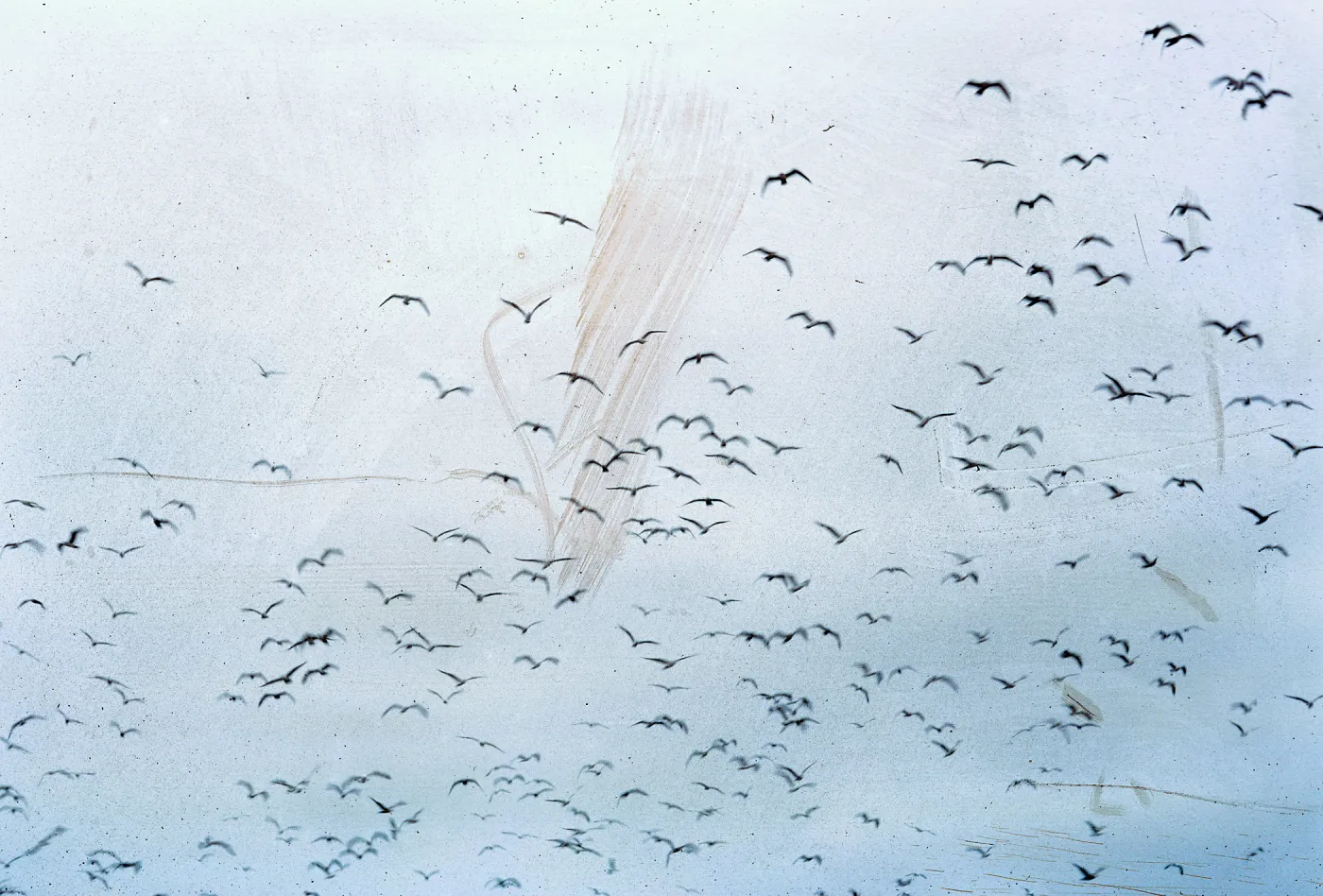 gulls flying, 66-78 & SN-334