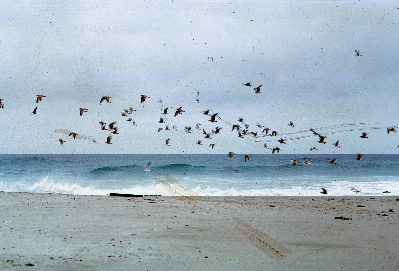 gulls over sand spit, 66-80 & SN-336