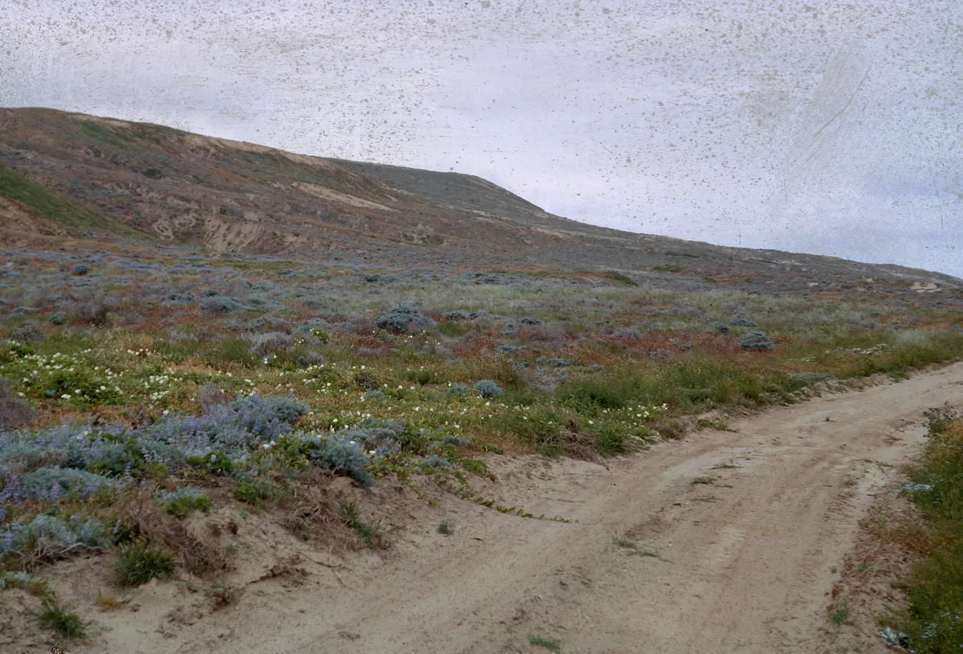 looking North from Army /Camp area - Lycium, Lupinus stand, 66-93 & SN-349