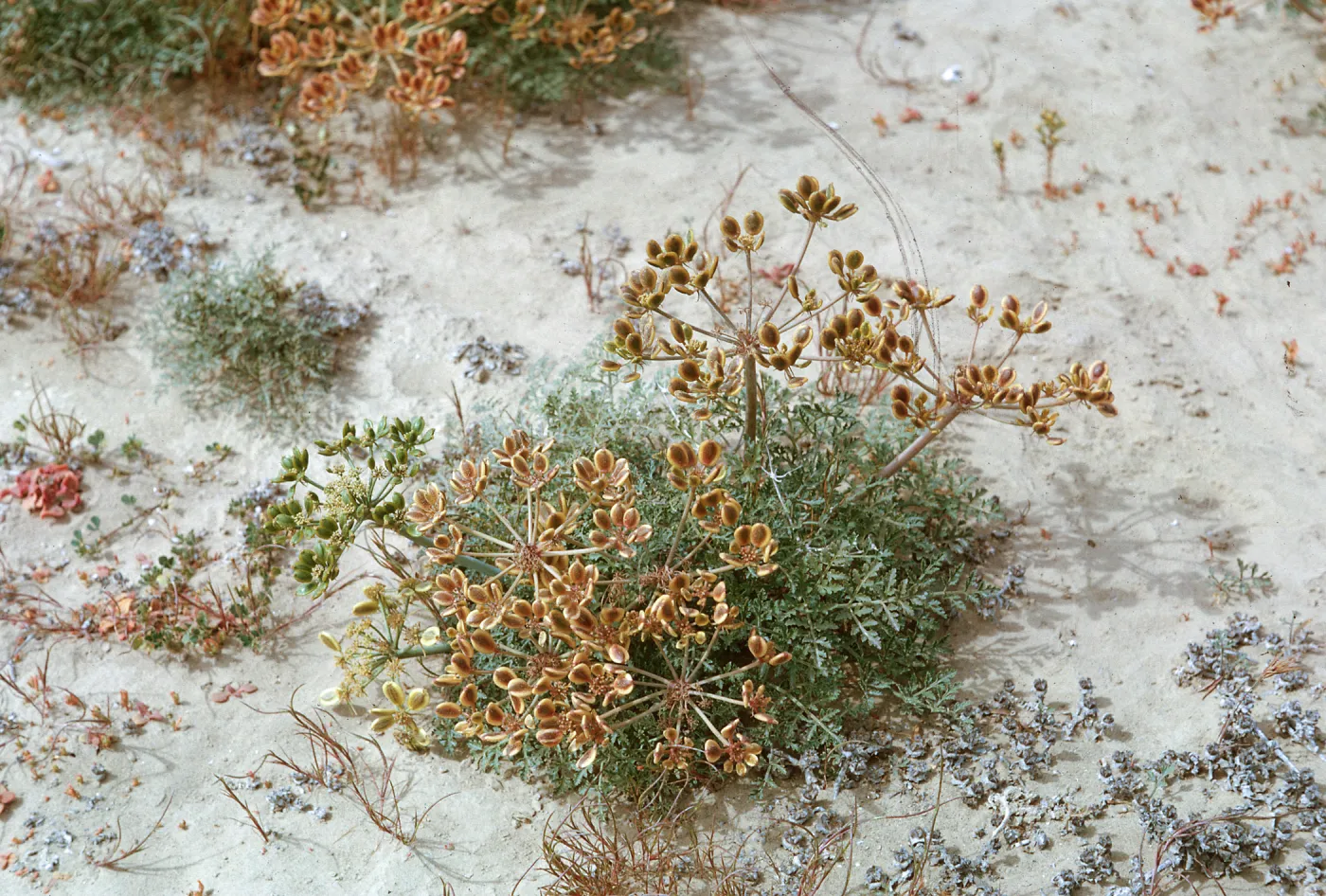 Lomatium insulare Munz, 66-122 & SN-378