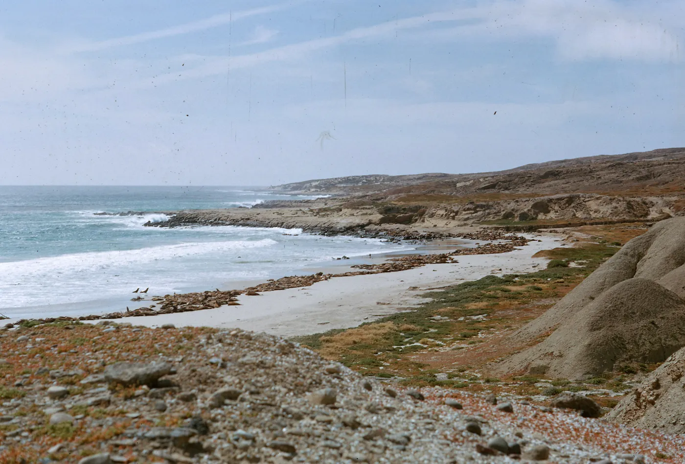 Sea Lion & coastline, North of Dutch Harbor, 66-128 & SN-384