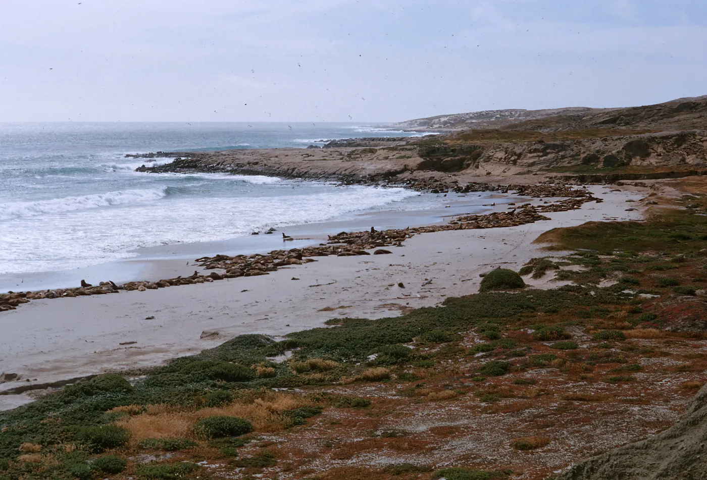 Sea Lions on beach, 66-129 & SN-385