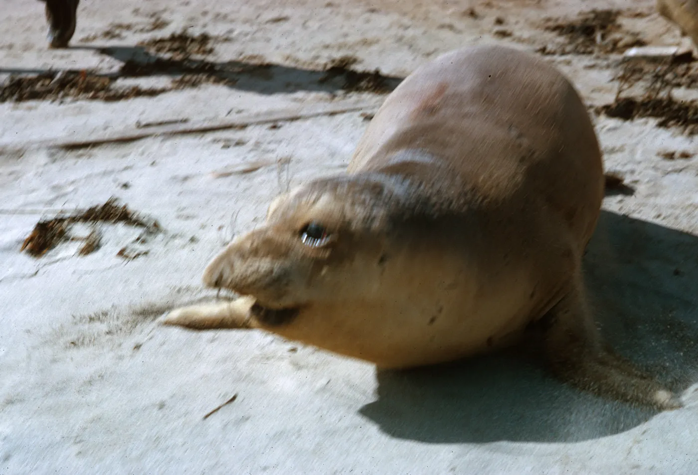 young Elephant Seal , blurred, 66-135 & SN-391