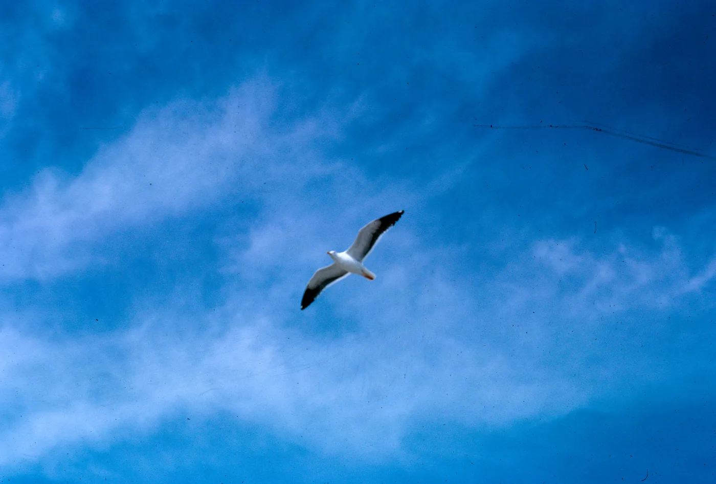 sea gull - Larrea, 66-138 & SN-394