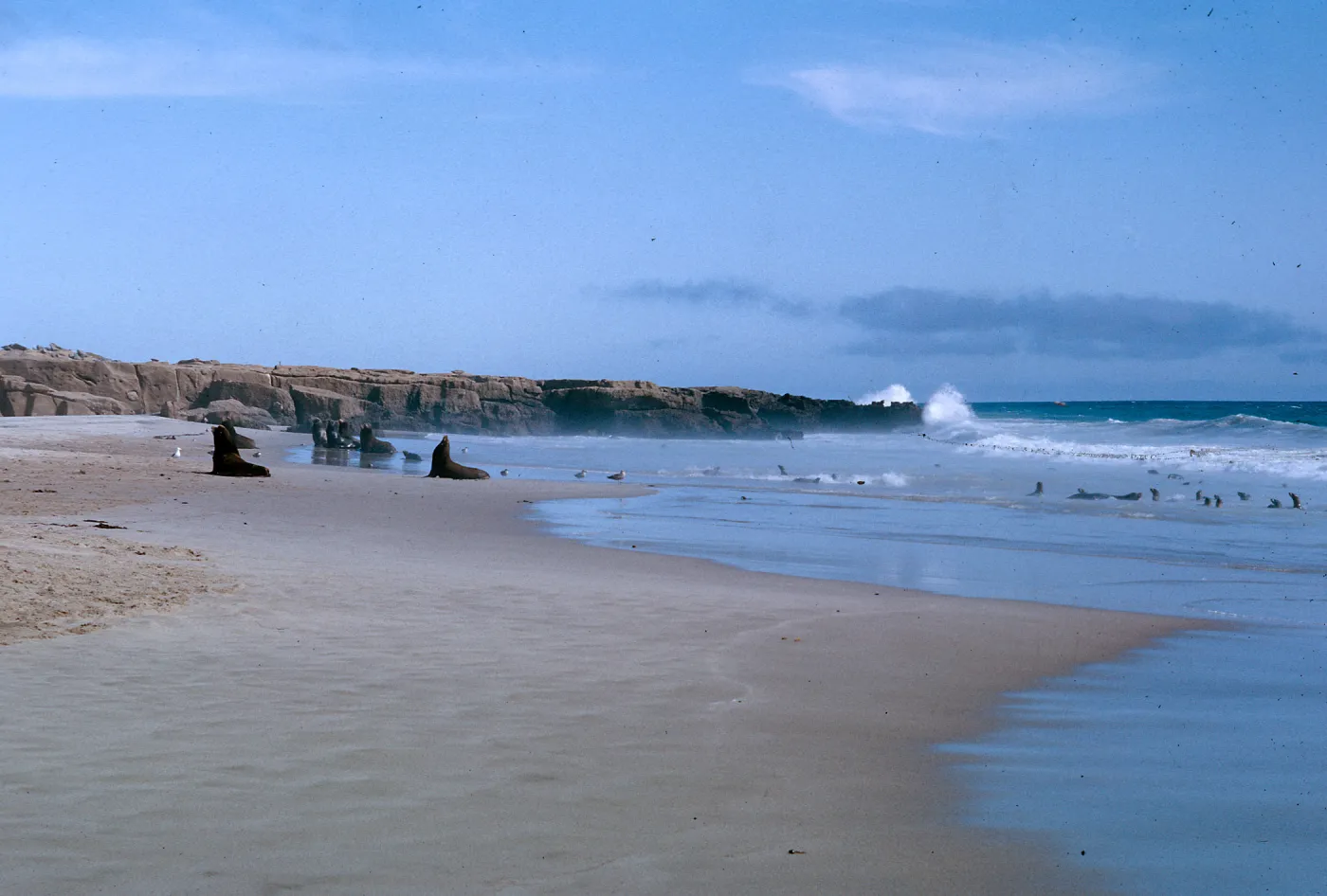 bull Sea Lions asleep on the beach, 66-139 & SN-395