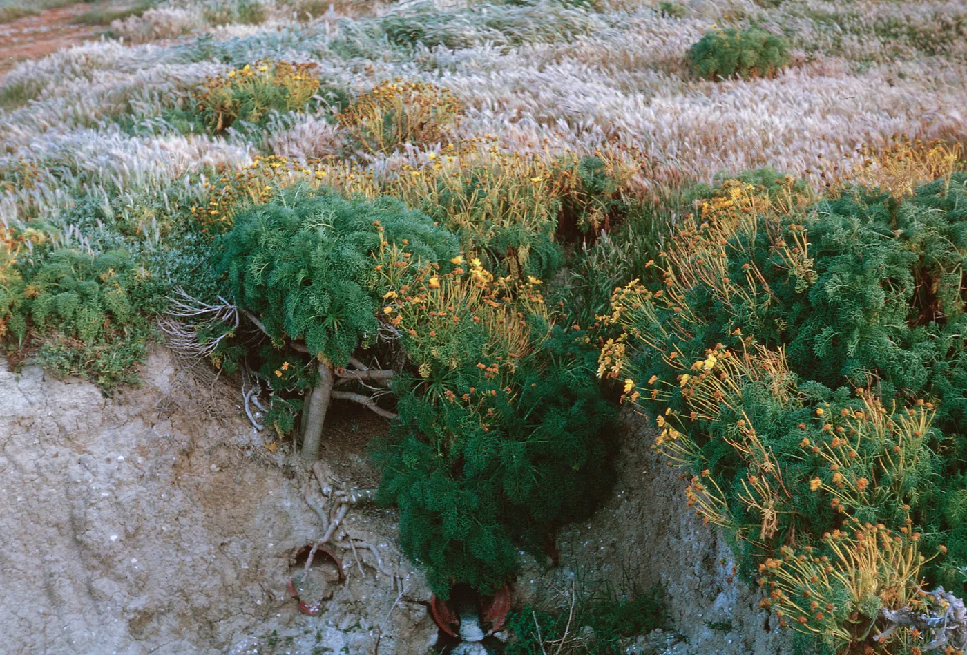 Coreopsis stand, near motor pool, 66-143 & SN-399