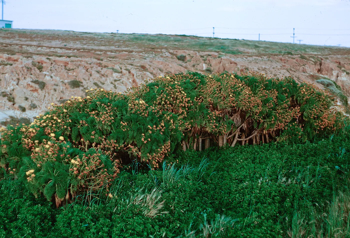 Coreopsis stand, near motor pool, 66-144 & SN-400