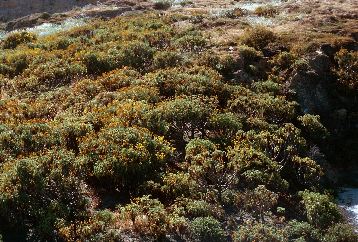 Coreopsis gigantea Hall., stand near pier, 66-165 & SN-421